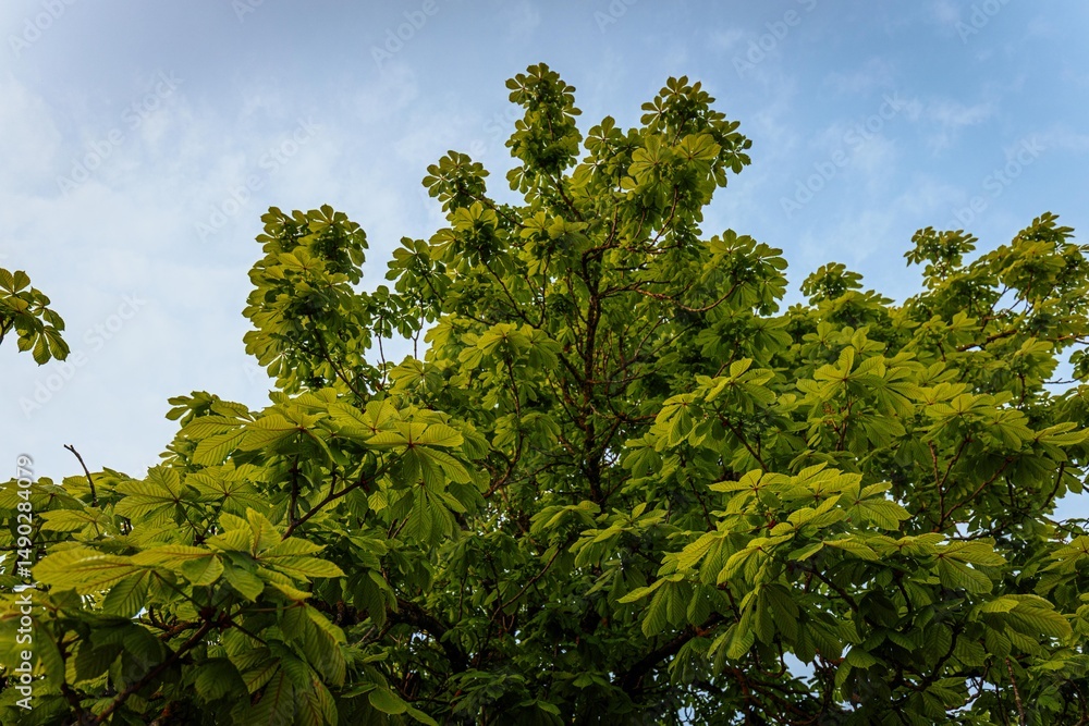 Fototapeta premium A lush canopy of chestnut tree leaves spreads under a bright blue sky, capturing the vibrant essence of springtime foliage and growth.