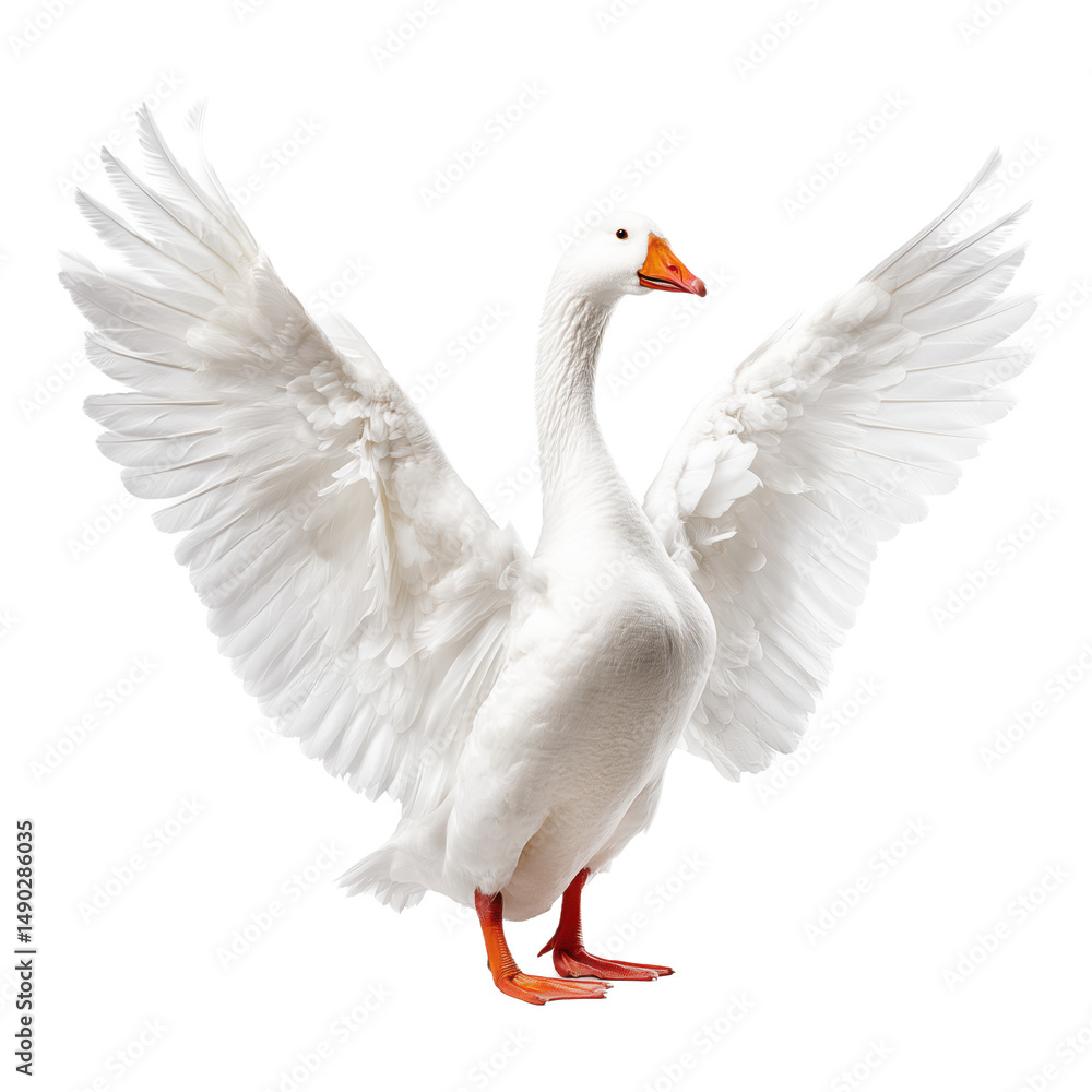Obraz premium Majestic White Goose with Outstretched Wings - A Symbol of Freedom and Grace , isolated on white background png