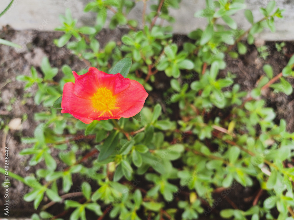 A vibrant, scarlet Portulaca grandiflora bloom with a sunny yellow center, set against a backdrop of lush green foliage and rich brown soil. The simple yet striking flower showcases its delicate A vibrant, scarlet Portulaca grandiflora bloom with a sunny yellow center, set against a backdrop of lush green foliage and rich brown soil. The simple yet striking flower showcases its delicate