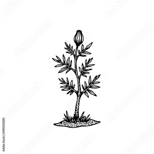 Botanical sketch of a blooming flower, artistic simplicity in monochrome