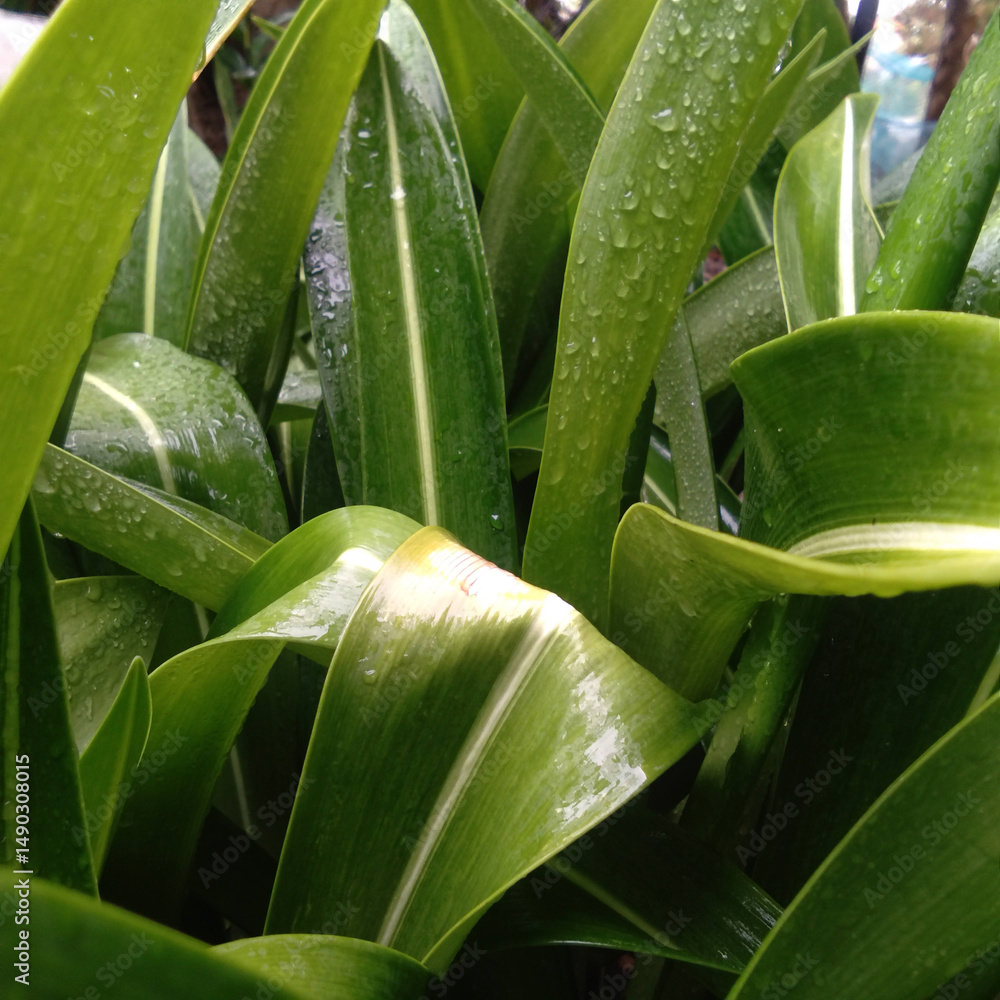 Fototapeta premium The green lily plant is pleasing to the eye with dew drops after the rain