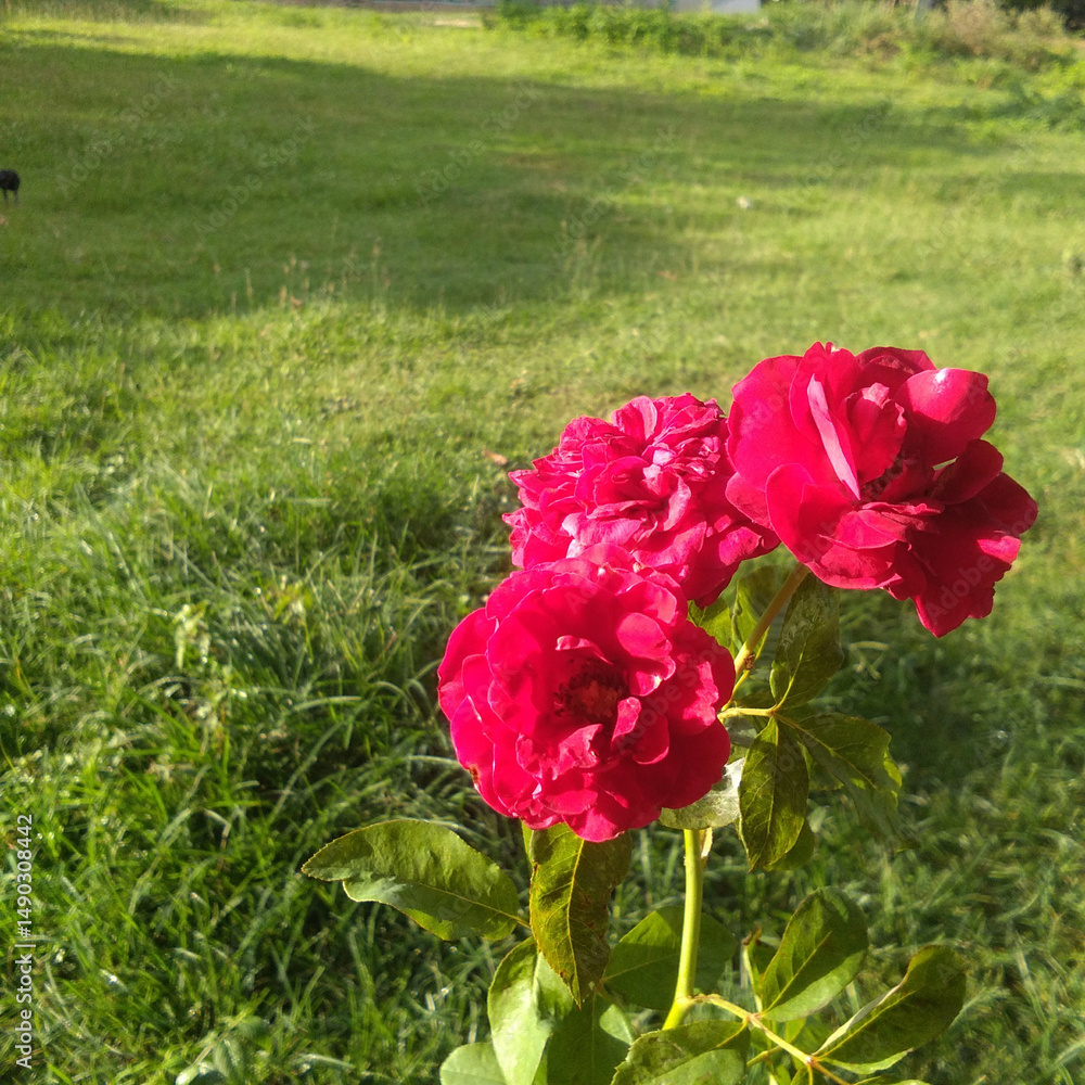 Obraz premium Janice kellogg roses are beautiful and bright on a green field