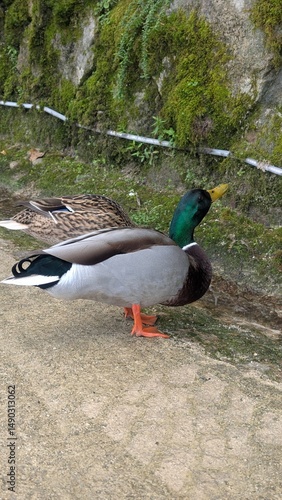 Duck standing on old stone stairs with green vine shoots on the wall