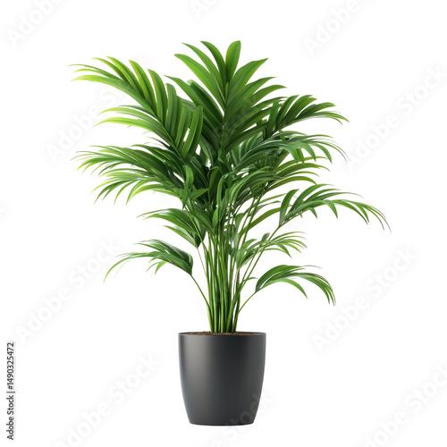 Potted palm plant