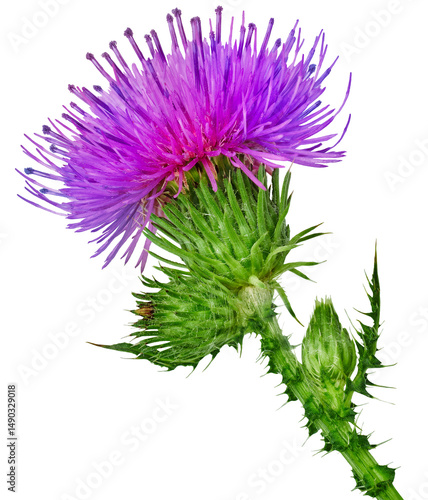 Milk Thistle  (Silybum marianum) Flower  on   isolated background with clipping path. Closeup. For design.  Transparent background.