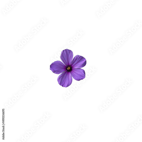 the photograph features a single flower against a solid black background. the flower has five prominent petals, which are a vibrant purple color with textured surfaces