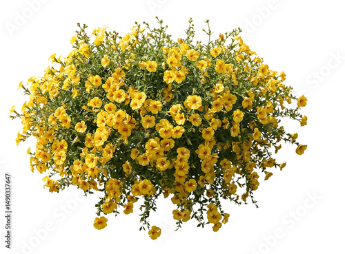 Slika na platnu Lush bush with abundant small bright yellow flowers covering the entire plant ag