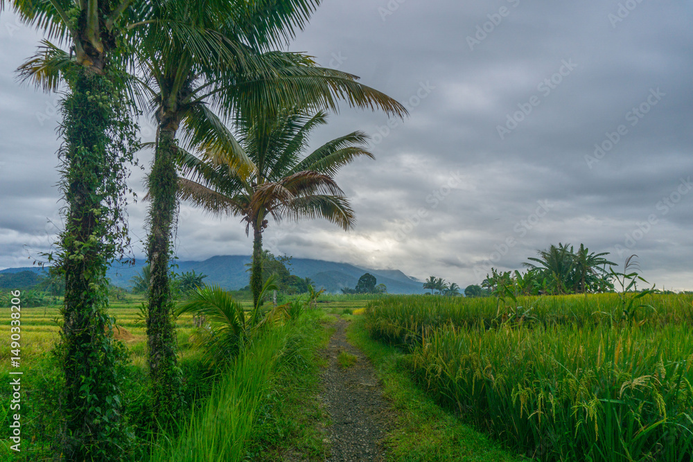 beautiful morning view indonesia panorama landscape paddy fields with beauty color and sky natural light beautiful morning view indonesia panorama landscape paddy fields with beauty color and sky natural light