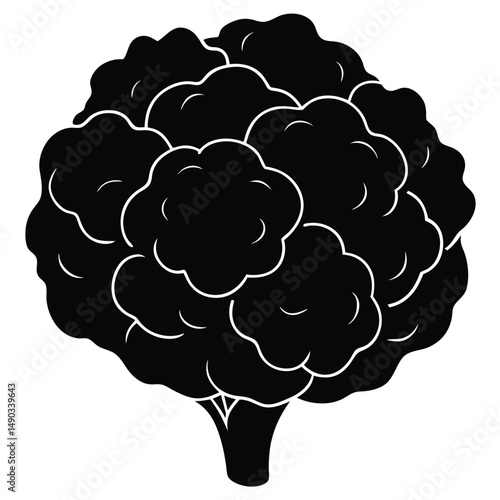 a cauliflower head with tightly packed florets