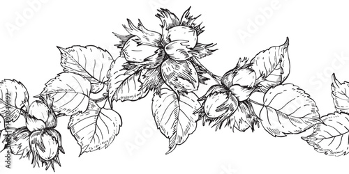 Hazelnut hand drawn ink vector seamless border. Whole nuts, fruit, branch, flowers and leaves. Pattern for label design