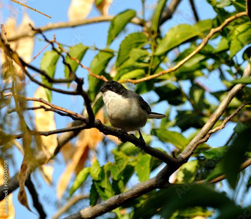 pajaro monterita cabeza negra photo