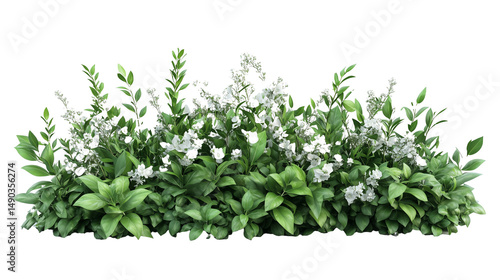 A cluster of lush flowering garden bushes with white flower on transparent background 