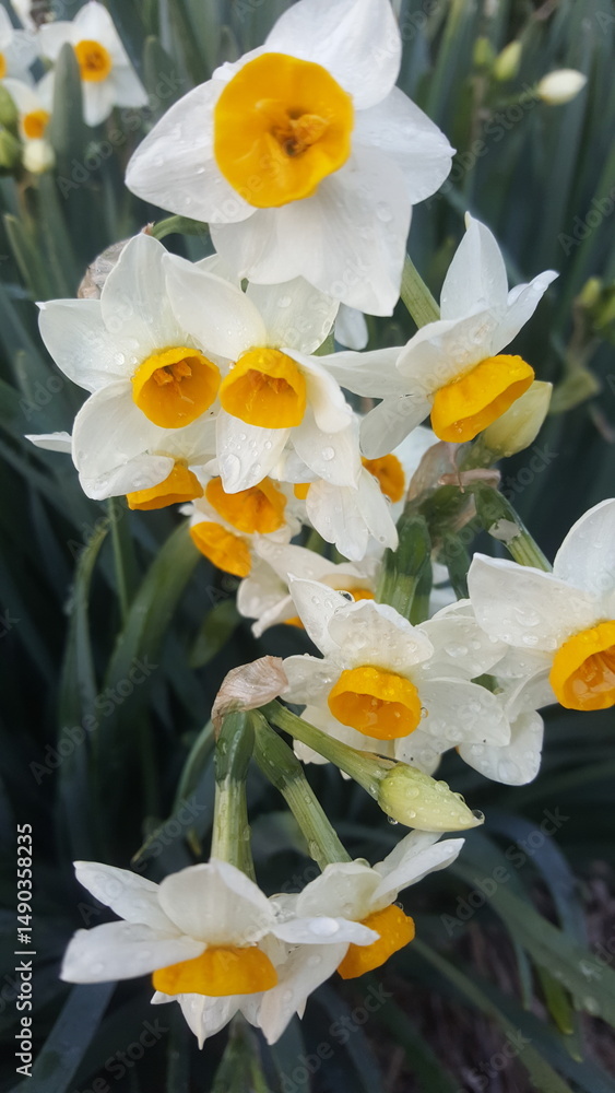 natural flower natural flower