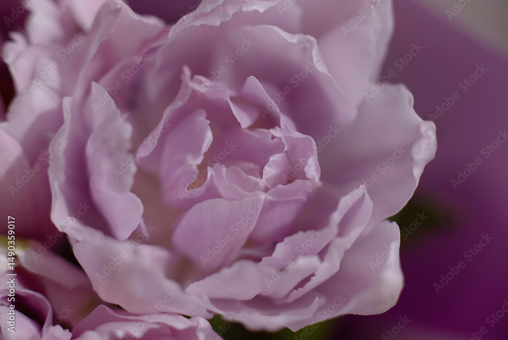 Obraz premium close up of tulip flower. Harmony