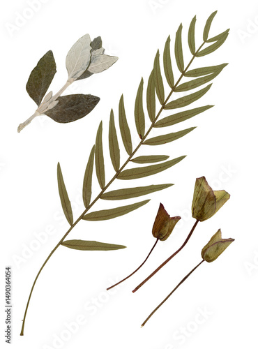 Pressed and dried leaves isolated on white background. For use in floral patterns, herbariums, scrapbooking.