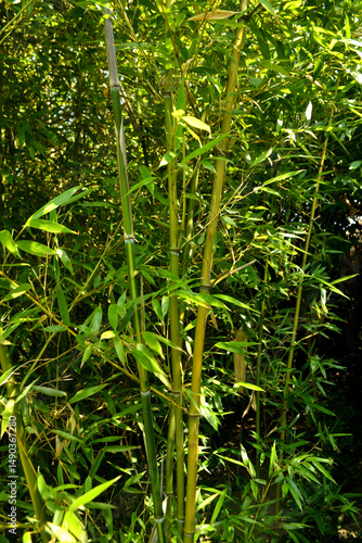 chinese bamboo trees nature background