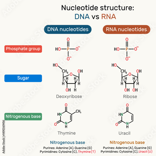 Structure of DNA and RNA nucleotides: phosphate. Deoxythymidine monophosphate (dTMP), uridine monophosphate (UMP) molecule