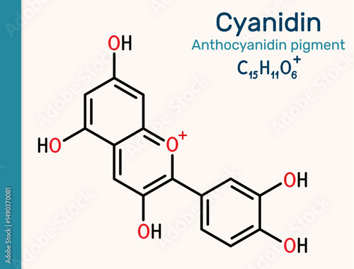 Cyanidin molecule. Cationic anthocyanidin pigment found in berries and plants. Vector illustration