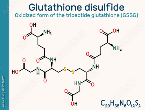 Glutathione disulfide, GSSG molecule. Oxidized form of glutathione antioxidant