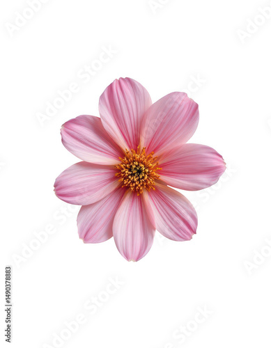 the image shows a close up of a flower against a black background. the flower features numerous petals, primarily in shades of pink with darker pink streaks running along the length