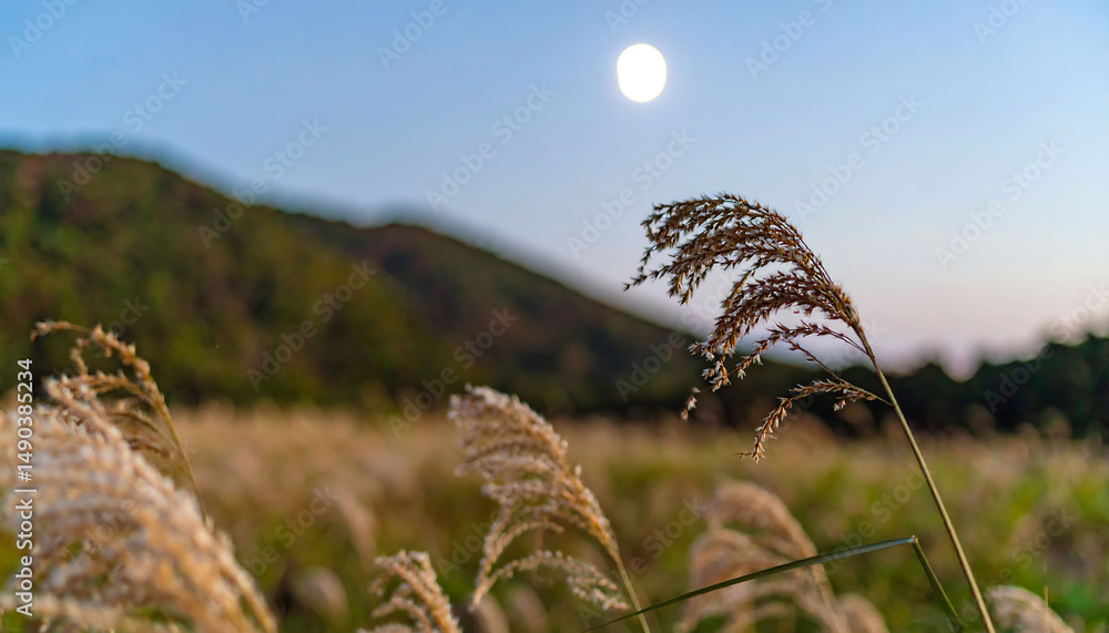 Fototapeta premium Serene landscape. Moon over field with reeds, gently swaying. Evokes calm and tranquility. Perfect for meditation, nature, or peaceful lifestyle themes.