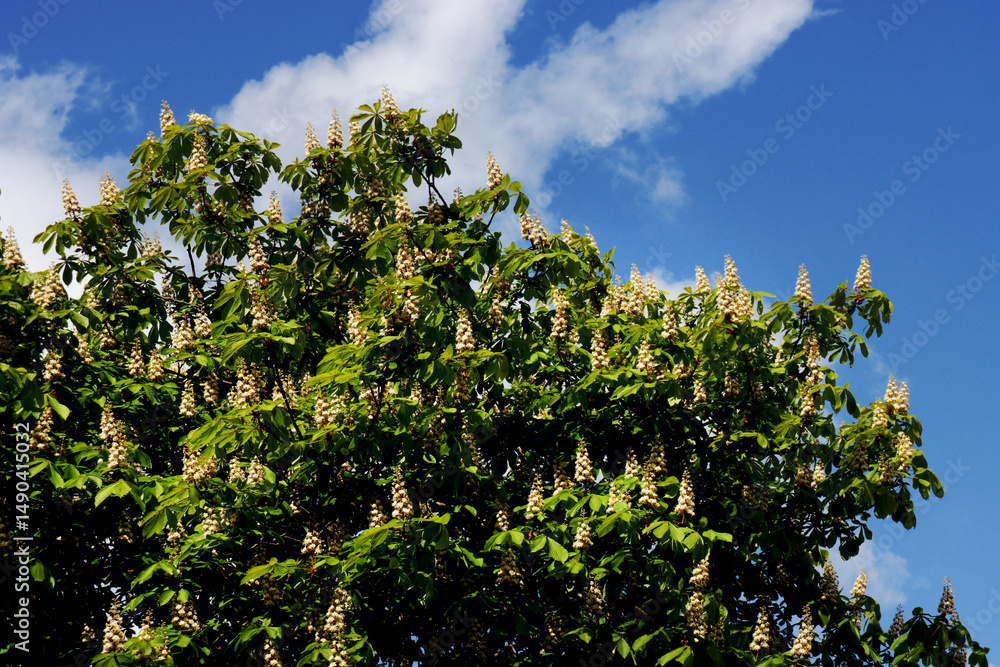 Flowering chestnut tree against the sky. Flowering chestnut tree against the sky.