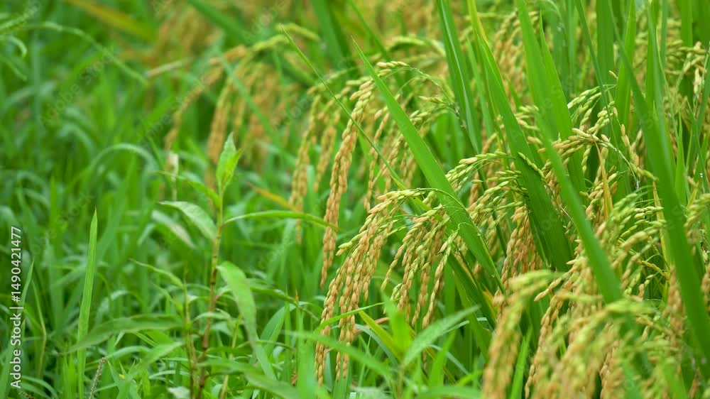Close-up ripe rice heads in cool weather Close-up ripe rice heads in cool weather