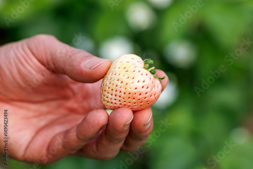 Pink Pineberries Strawberry in a man hand. Healthy food