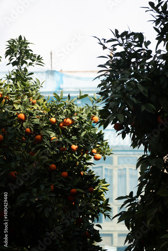 Palma de Mallorca in Winter, Orange Trees Framing Cool Winter Architecture. Vibrant Citrus Fruits Against Blue-Toned Background