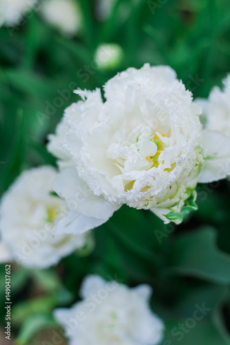 white flowers in the garden