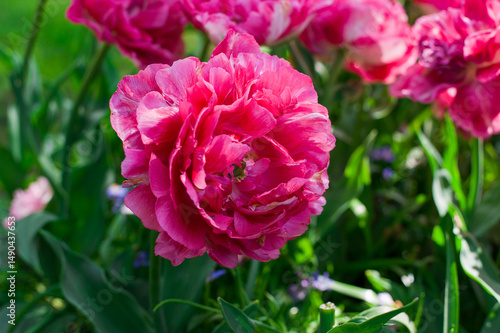 pink tulips