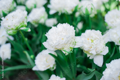 white flowers in the garden
