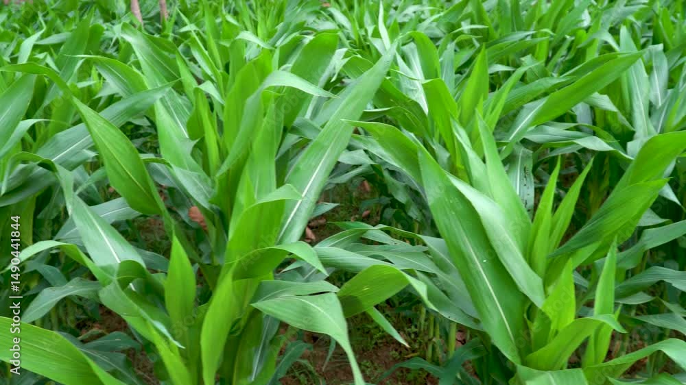 Close-up of fresh corn plants in field Close-up of fresh corn plants in field