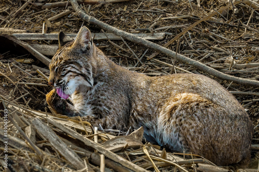 Foto Bobcat Preening