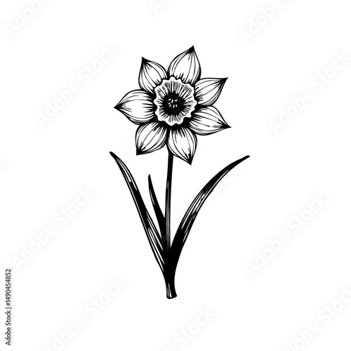 Monochrome botanical drawing of a spring daffodil with delicate details