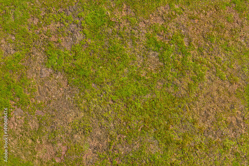 Seamless texture background of an earthy surface covered with parts of moss. Ideal for use in 3D modeling and graphic design