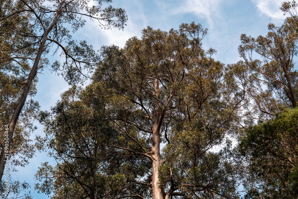 Obraz premium australia bush with native plants Towering Eucalyptus Reaching for the Blue Australian Sky
