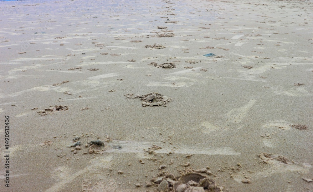 footprints in the sand footprints in the sand