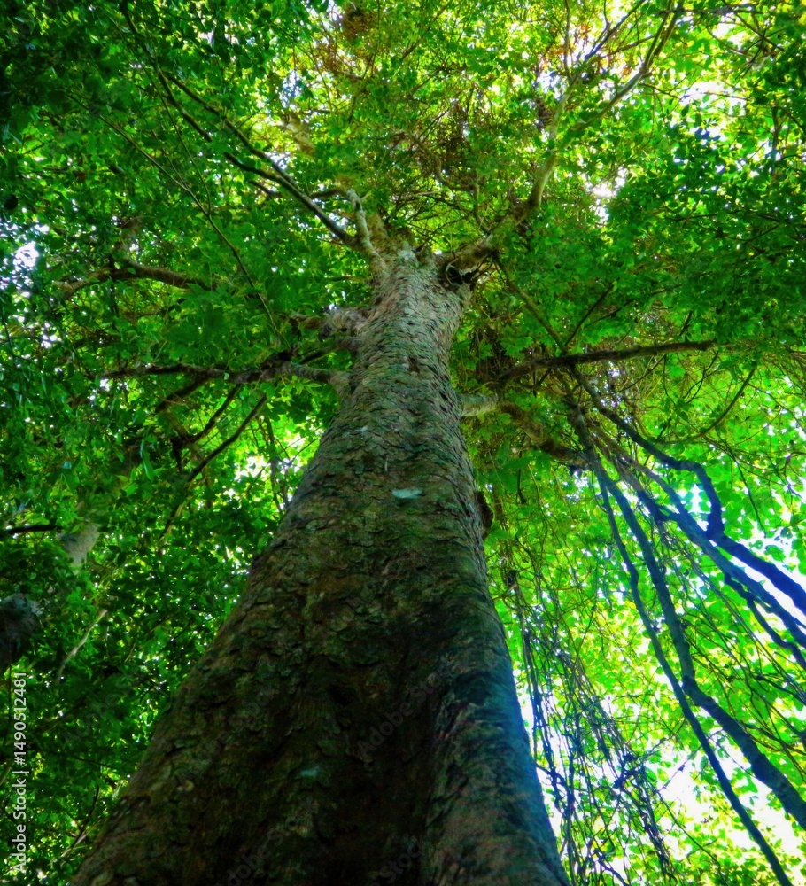 Fototapeta premium trees in the forest
