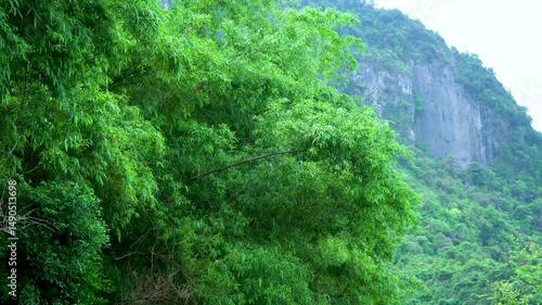 Close-up of fresh bamboo leaves and stalks