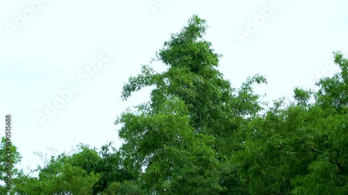 Sunlit bamboo grove with vibrant green leaves