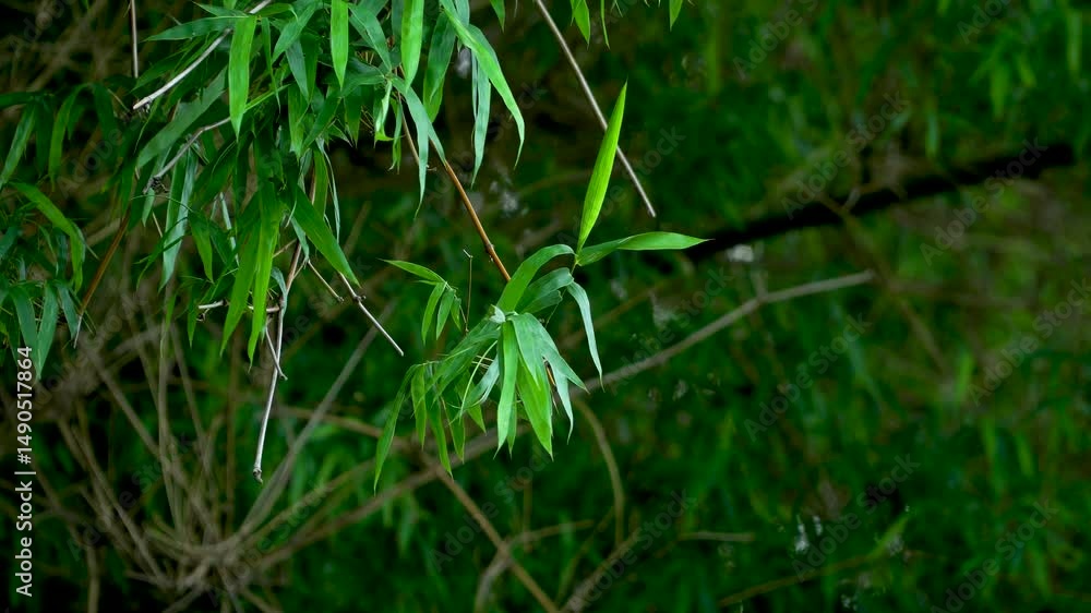 Close-up of green bamboo branches and leaves Close-up of green bamboo branches and leaves
