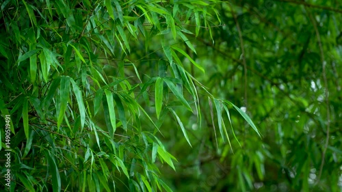 Macro shot of bamboo leaves and stems