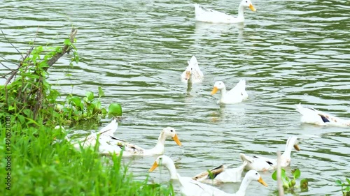 Ducks gliding by green water hyacinth plants