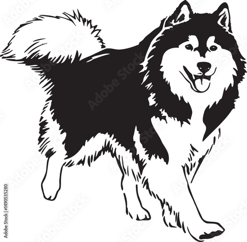 running Alaskan Malamute dog