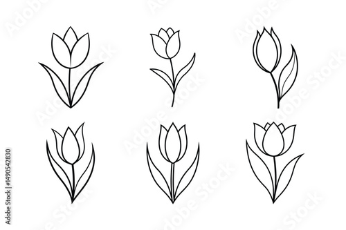 Web Tulip flower