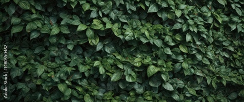 Dense, interwoven green leaves creating a textured surface ,  summer,  image