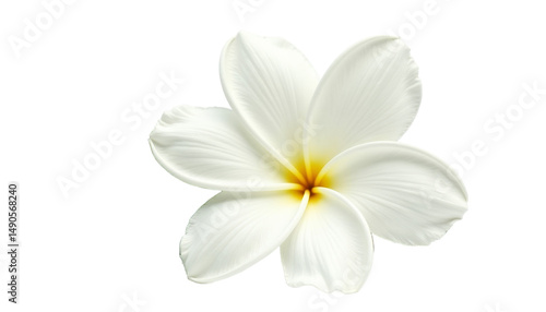 Flower Close-Up Of White Jasmine Petals