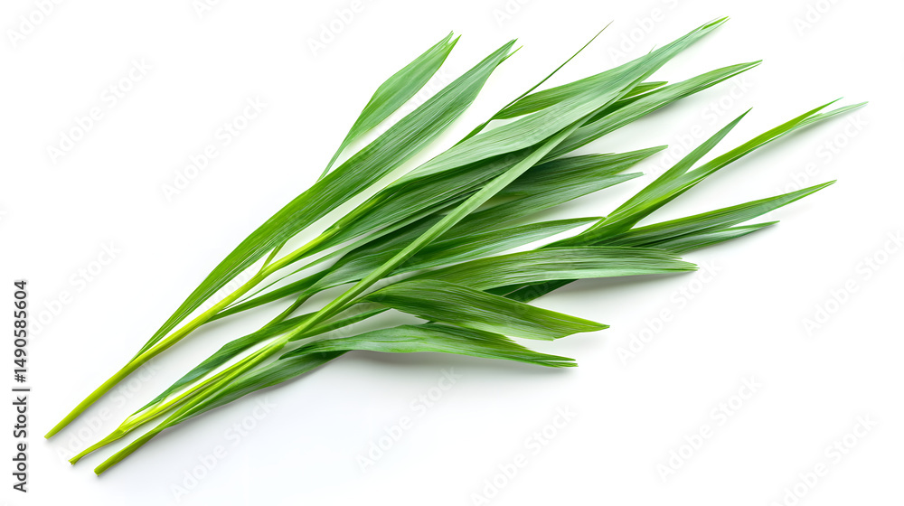 Fototapeta premium Fresh green herbs arranged elegantly on a light background, showcasing their vibrant color and texture.