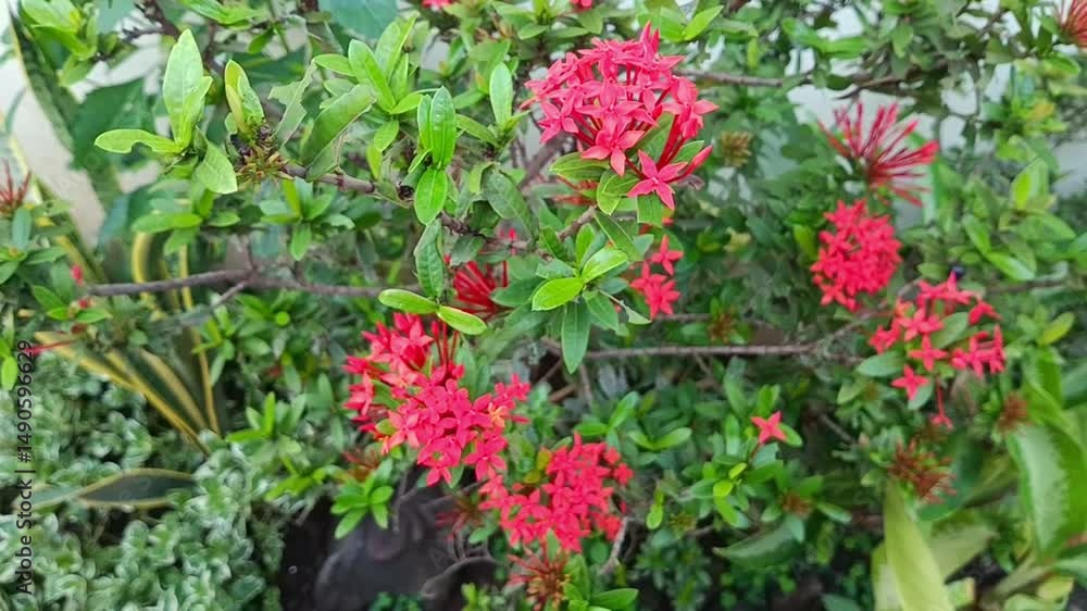 Soka flowers or ixora chinensis growing in a pot. Soka flowers or ixora chinensis growing in a pot.